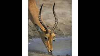 Modest Mouse-Tiny Cities Made of Ashes