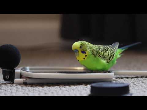Budgie Bird With 35+ Word Vocabulary (Clear Audio!) - YouTube