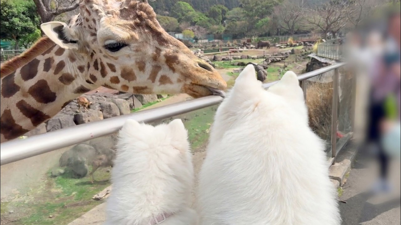 まるで人間の子どものように動物園をテンションMAXで楽しむ犬たちがかわいすぎました…