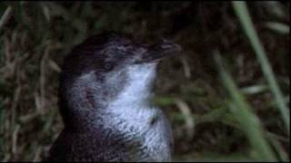 preview picture of video 'Fairy Penguins in Tasmania'