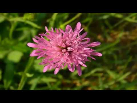 Locana stellt sich vor