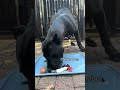Panther eats breakfast in under 1 minute