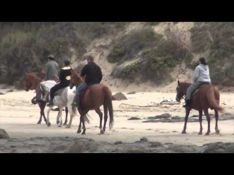 Hidden Valley Horses New Zealand + 