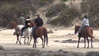 Hidden Valley Horses New Zealand + 