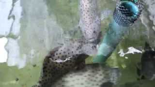 preview picture of video 'Turtle Hatchery, Phang Nga, Thailand (черепаший питомник)'