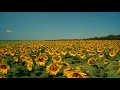 Gigantic Field Of Sunflowers On A Sunny Day No Copyright Video 4K Ultra HD Stock Videos