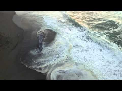 2015 11 02 Whale beached in Gold Beach, Oregon