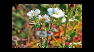 Mickey & the Motorcars   "Raise My Glass"