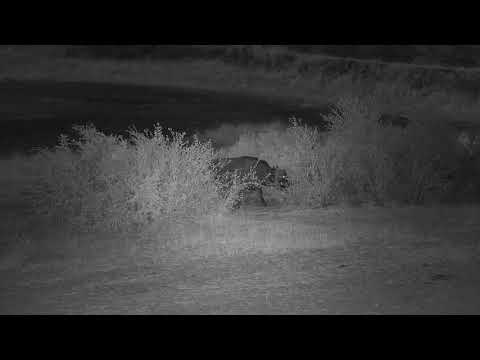 Djuma: Lone African Buffalo a while after big herd - 17:50 - 07/26/19