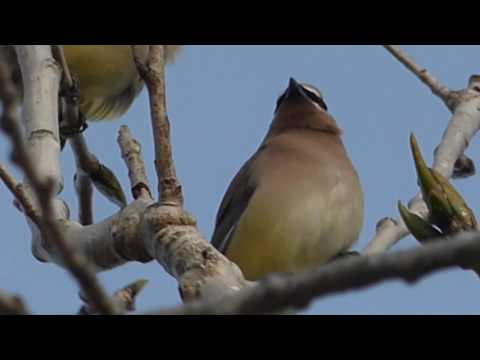 nature in my backyard episode 217 (HD)