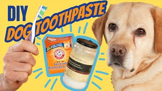 Toothpaste for Dogs: DIY and Natural