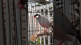 Download lagu Burung Glatik Gacor #javasparrow mp3 Download lagu Burung Glatik Gacor #javasparrow mp3