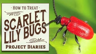 ★ How to: Identify & Treat Scarlet Lily Bugs  (A Complete Information Guide)