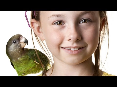 What Is the Best Pet Bird for a Child? | Pet Bird