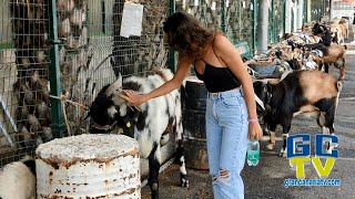 🐮Feria de Ganado en San Mateo 2022🐄 Gran Canaria