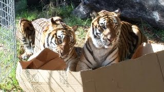Большие кошки и картонные коробки