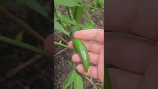 Download lagu I cant believe this grew in my back yard! #lifewithjake #garden #homestead # #backyardgardening mp3 Download lagu I cant believe this grew in my back yard! #lifewithjake #garden #homestead # #backyardgardening mp3