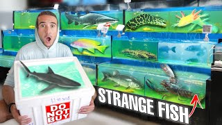 SAVING LIVE FISH From a FOREIGN FOOD MARKET! *Do Not Buy*