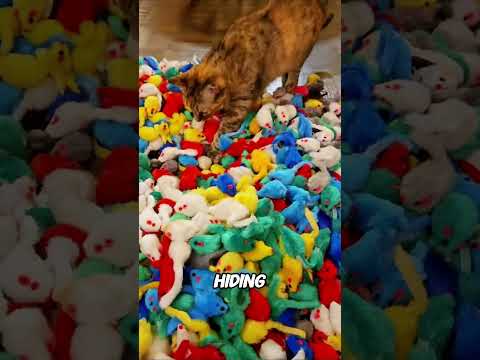 When You Find All Her Hidden Toys 🐱🐭