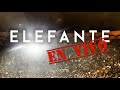 Elefante - Y Tú No Estás [En Vivo] (Audio Oficial)