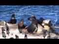 Sea Lions Fighting