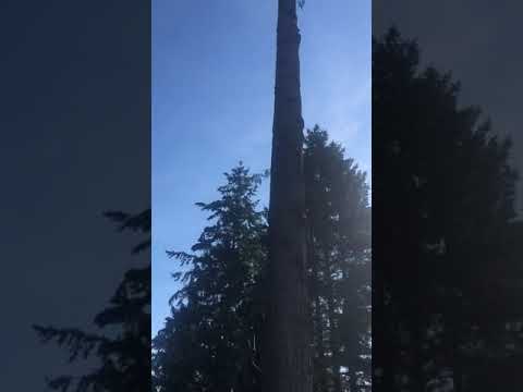 S A S Logging And Tree Service video