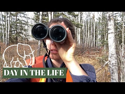 DAY IN THE LIFE of a wildlife biologist & answering YOUR questions