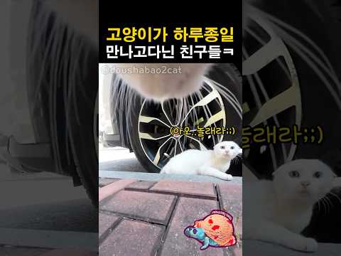 고양이가 하루종일 돌아다니며 만난 친구들