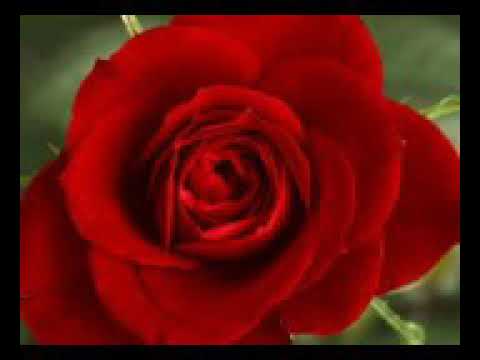 Lops 3N ft ĒLƏÝM *Rømēo&Jūlîette*(DēdikaSS ã OxpmsH )