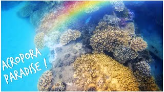 Acropora on an Artificial Reef! Snorkelling at Tangalooma Shipwrecks