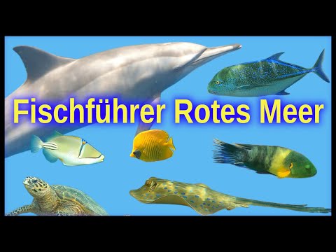 Fischführer Rotes Meer