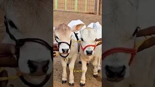 Download lagu The Pocket-Sized Miracle of Agriculture: The Vechur Cow 🐄🌾 mp3