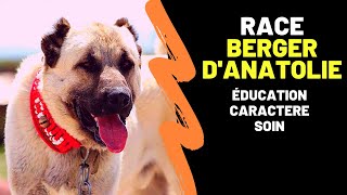 Race de chien Berger d'Anatolie ou Kangal : Caractère, Education, Histoire, Avantages, Inconvénients