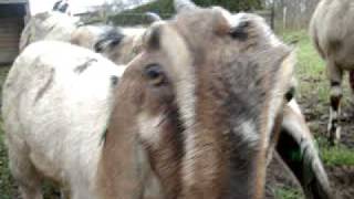 preview picture of video 'Nubische geiten en Scharrelvarkens in Drenthe'