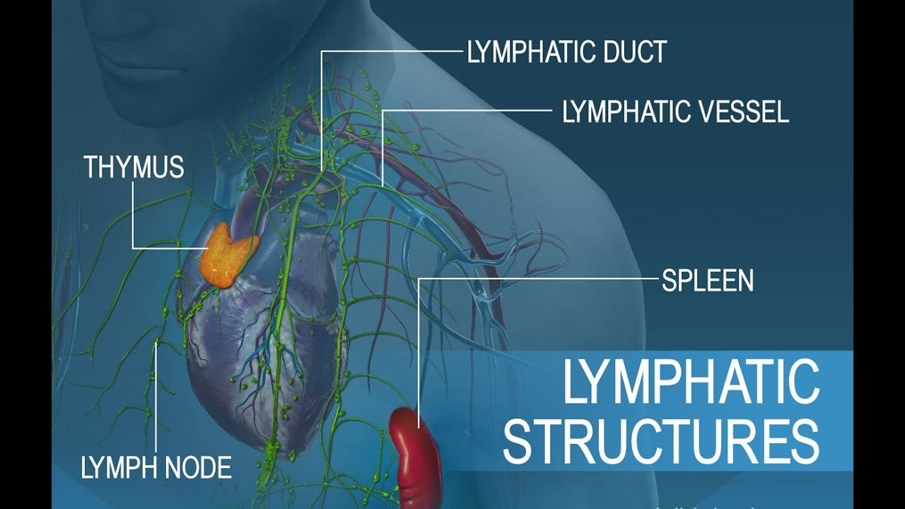 Anatomy and Physiology of Lymphatic System