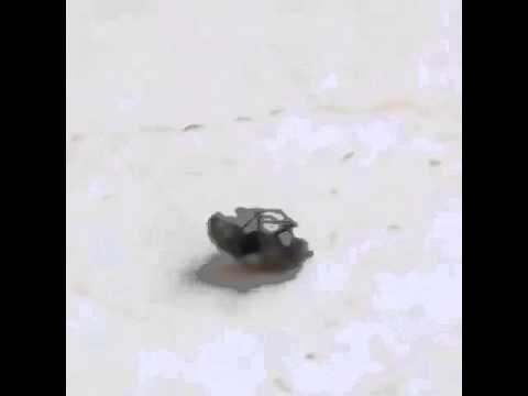 La mosca que bailarina XD