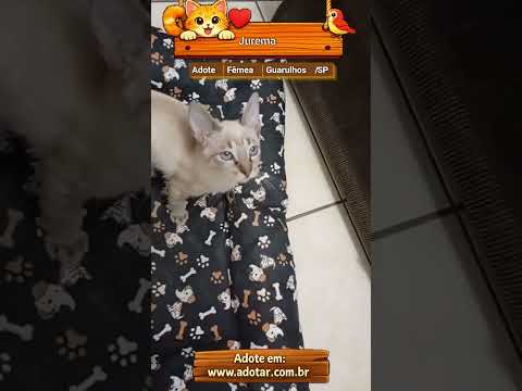 Vídeo de Jurema 