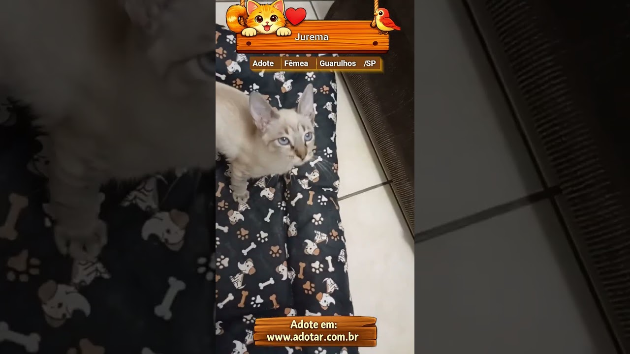 Gato raça Siamês idade 2 a 6 meses nome Jurema 