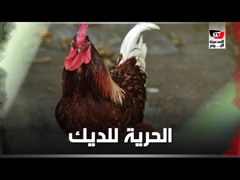 اعتقال «ديك» في الجزائر بتهمة إزعاج دبلوماسي إيطالي