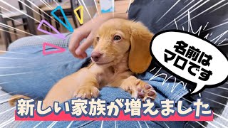 #79【ご報告】新しい家族が増えました！
