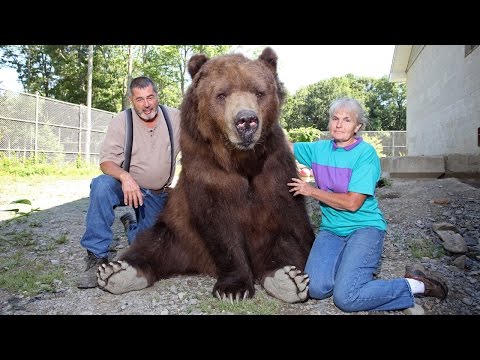 This Couple and Their Bear Have a Fantastic Relationship