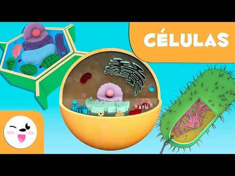 A célula para crianças 🔬 Tipos, estrutura, funções e partes 🦠 Ciências para crianças