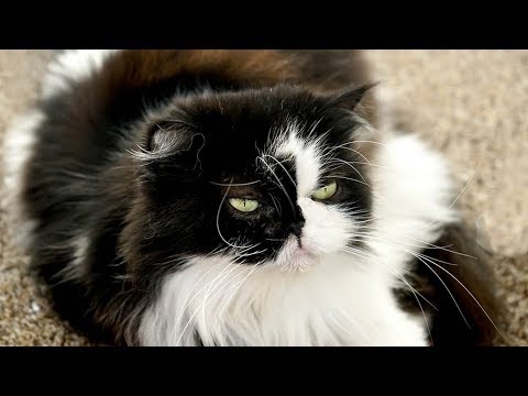 How to Make Your Cat's Fur Soft and Shiny - YouTube