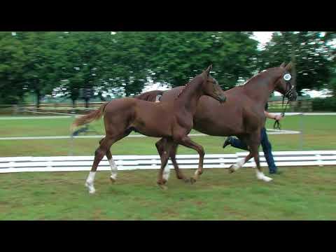 Pongs, Vitalis-Fidermark-Entree