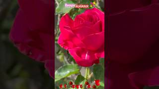 Download lagu Bunga Mawar , Novia Kolopaking mp3