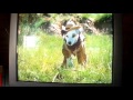 Opening And Closing To Shelley Duvall S Mother Goose Rock N Rhyme 1998 VHS