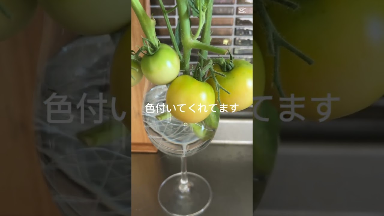折れたトマトの成長🍅#諦めない心#茎から根が生える#植物好きな人と繋がりたい