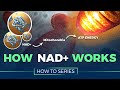 How NAD+ Works - HOW TO SERIES