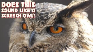 Any Experts Out There: Is this sound a Screech Owl? Sounds like a horse to me!