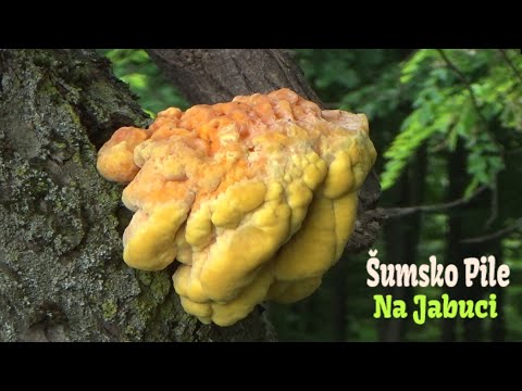 Potraga za gljivama - Šumsko PiLe na Jabuci - Laetiporus sulphureus
